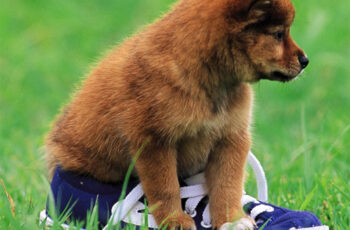 Playful Puppy Outdoor Puzzle