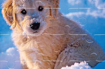 Winter Pets Puzzle